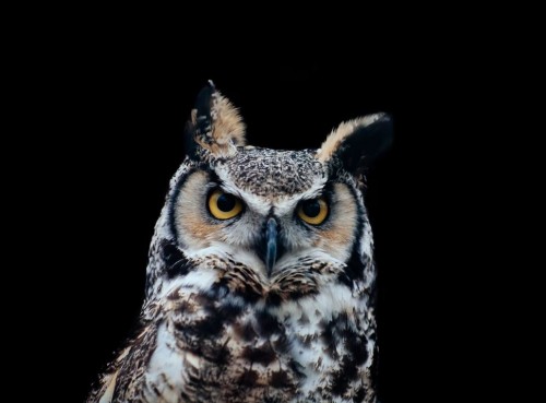 Conférence | Les rapaces nocturnes
