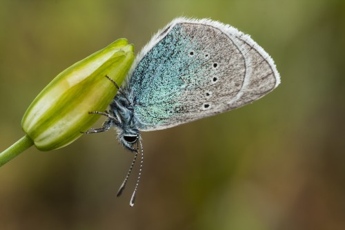 À la découverte des papillons azurés