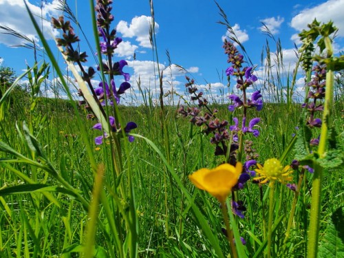 Festival du Patrimoine Naturel : Conf&eacute;rence prairies, haies et pr&eacute;-vergers, une visite virtuelle