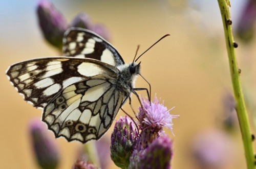 Rencontre : La biodiversit&eacute; au jardin