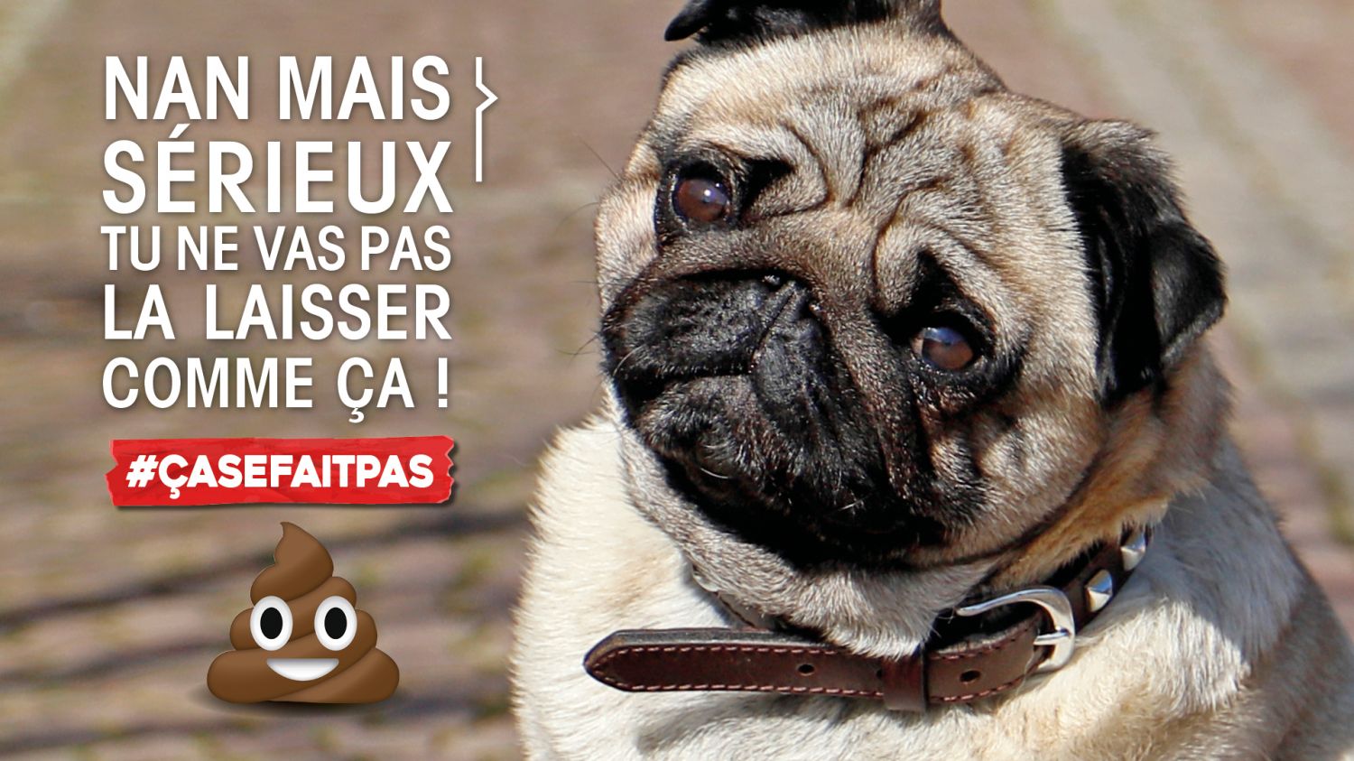 Bon usage des trottoirs : les crottes de chiens #çasefaitpas ...