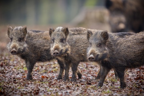 Chasse : tirs de nuit sur la réserve Kessler - secteur Welferding